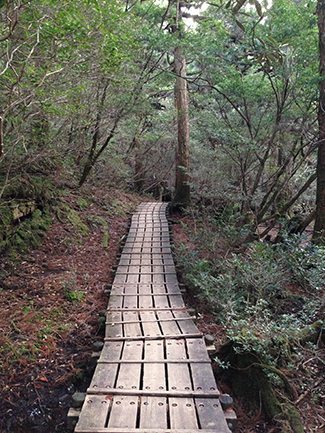 A path in the woods