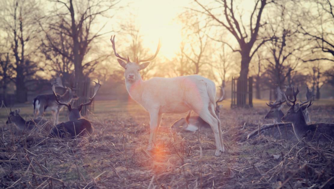 a white dear in a valley, a photo for Wild Faith