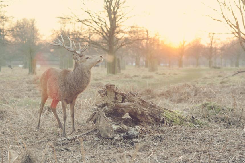 a deer lowing in the sunlight, a photo for Wild Faith