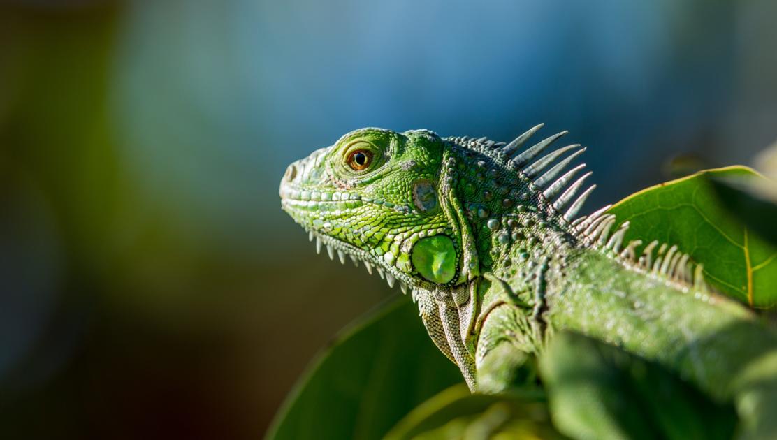 seeing dharma gates and the iguana melissa myozen blacker