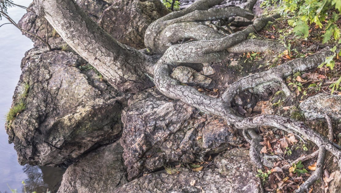 roots of a tree regenerative exonomics