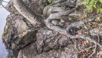 roots of a tree regenerative exonomics