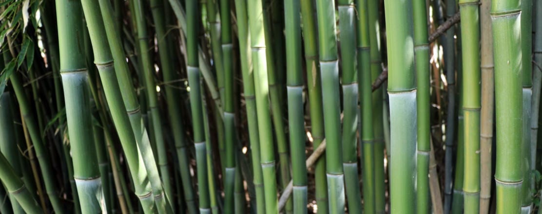 Bamboo Stalks