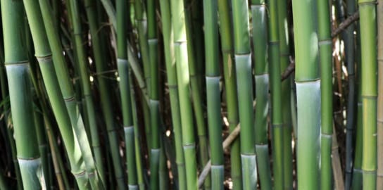 Bamboo Stalks