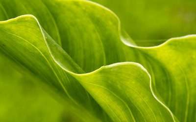How to Practice Effortless Mindfulness