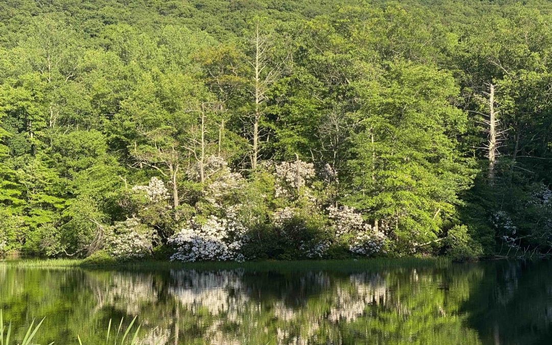 New Director of Bioregional Resilience Program