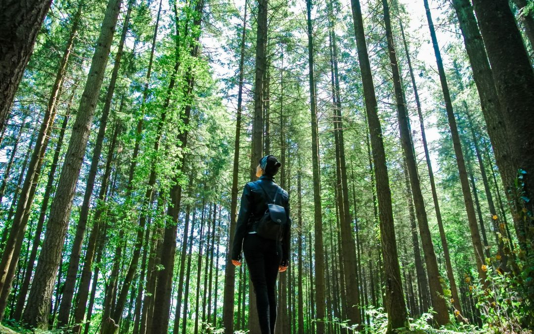 Beyond the Individual: Ecodharma and the Relational Mind