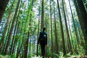 A person standing among tall trees in a sunlit forest.