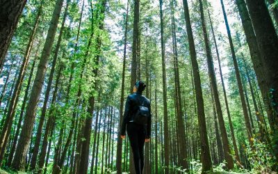 Beyond the Individual: Ecodharma and the Relational Mind