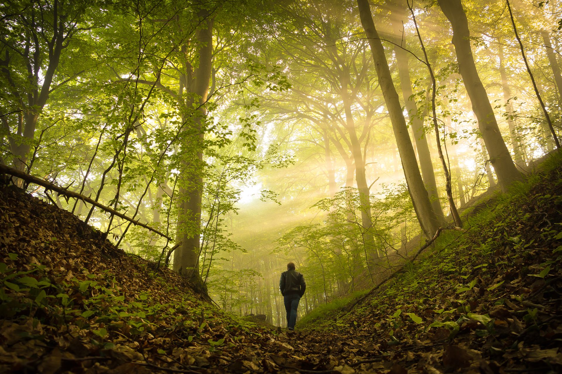 The Sacred Science of Trees Sunlight streams through a green forest as a person walks along a leaf-covered path.