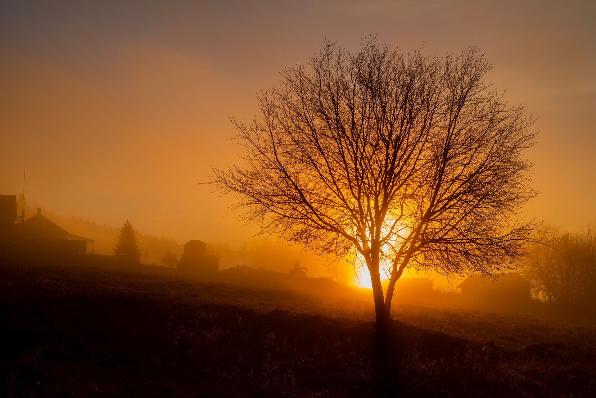 Memento Mori: Tree at Sunrise A leafless tree silhouetted against a golden sunrise over a misty landscape.
